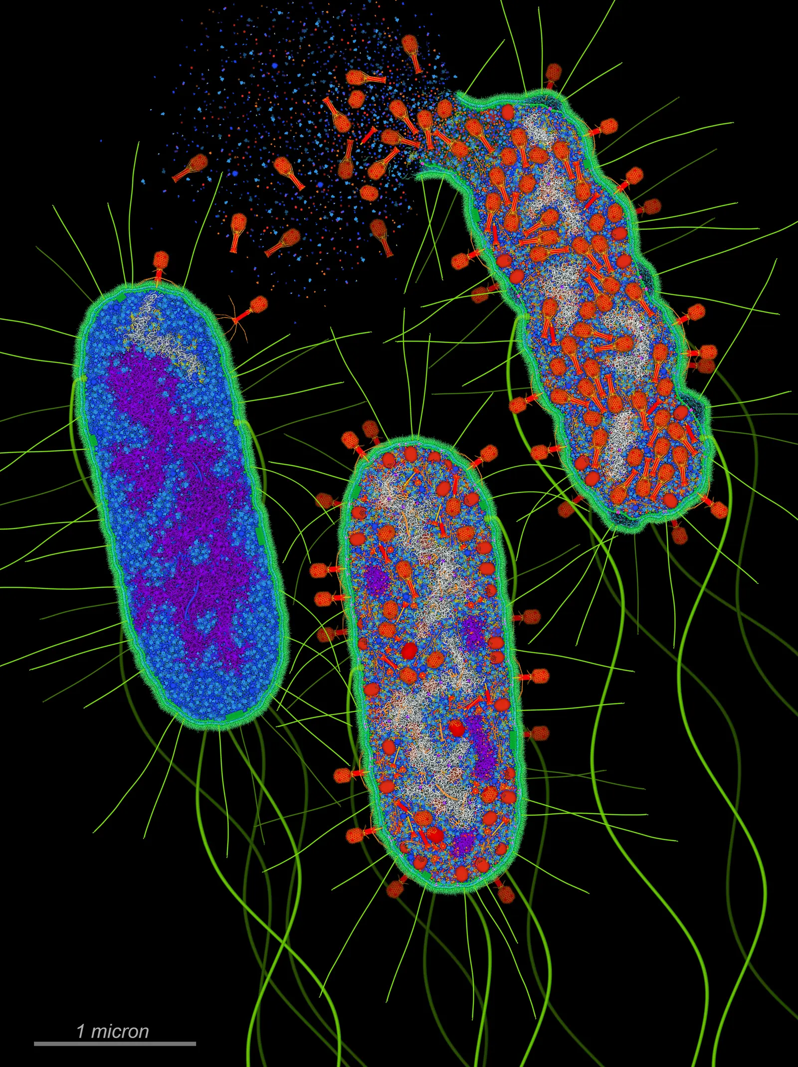 AI Designs 16 Brand-New Viruses From Scratch — A Scientific First